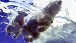 DETROIT - AUGUST 25: Talini (L), a 9-month old 160-pound polar bear cub, swims with her mother Barle at the Detroit Zoo's Artic Ring of Life exhibit August 25, 2005 in Royal Oak, Michigan. Talini's birth was the first polar bear birth at the Detroit Zoo in fifteen years. Her mother Barle was wild born and was rescued by the Detroit Zoo from a circus in Puerto Rico in 2002. She is a first-time mom. (Photo by Bill Pugliano/Getty Images)