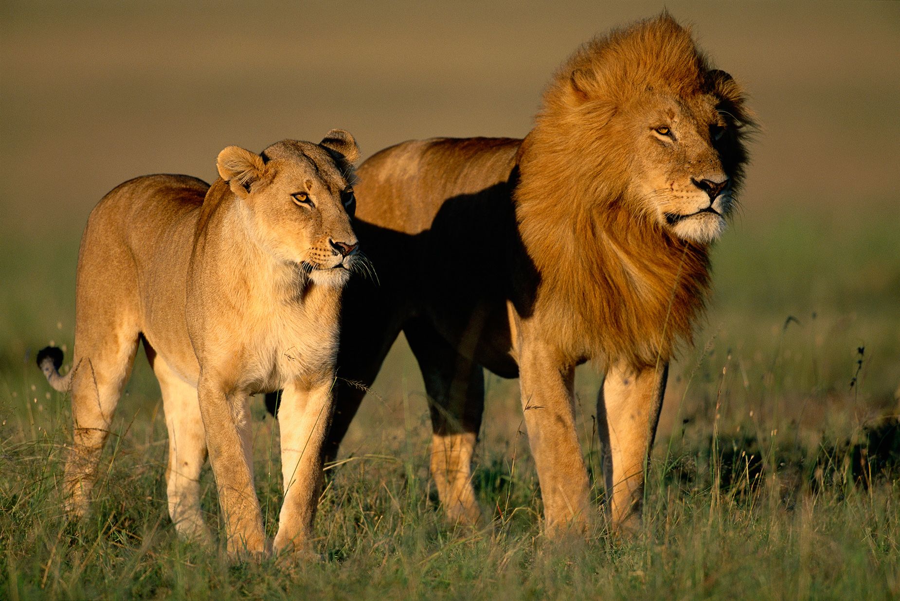 Lion attacks: How to stay safe on safaris in Africa | CNN