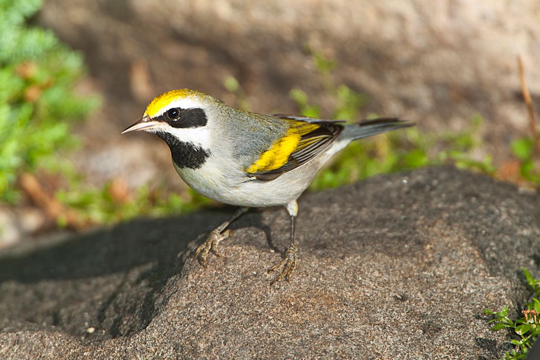 A golden-winged warbler perches on a rock in Mendota Heights, Minnesota.