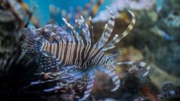 Cubans look at a lionfish in a fish tank in Havana, on June 2, 2016. Cuba includes in its menu lionfish to combat this invasive and predatory species that threatens the balance of the Caribbean Sea.