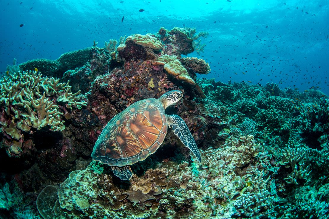 Una tortuga marina verde en la isla de Sipadan (Malasia), un parque marino protegido que suele figurar entre los mejores lugares de buceo del mundo.