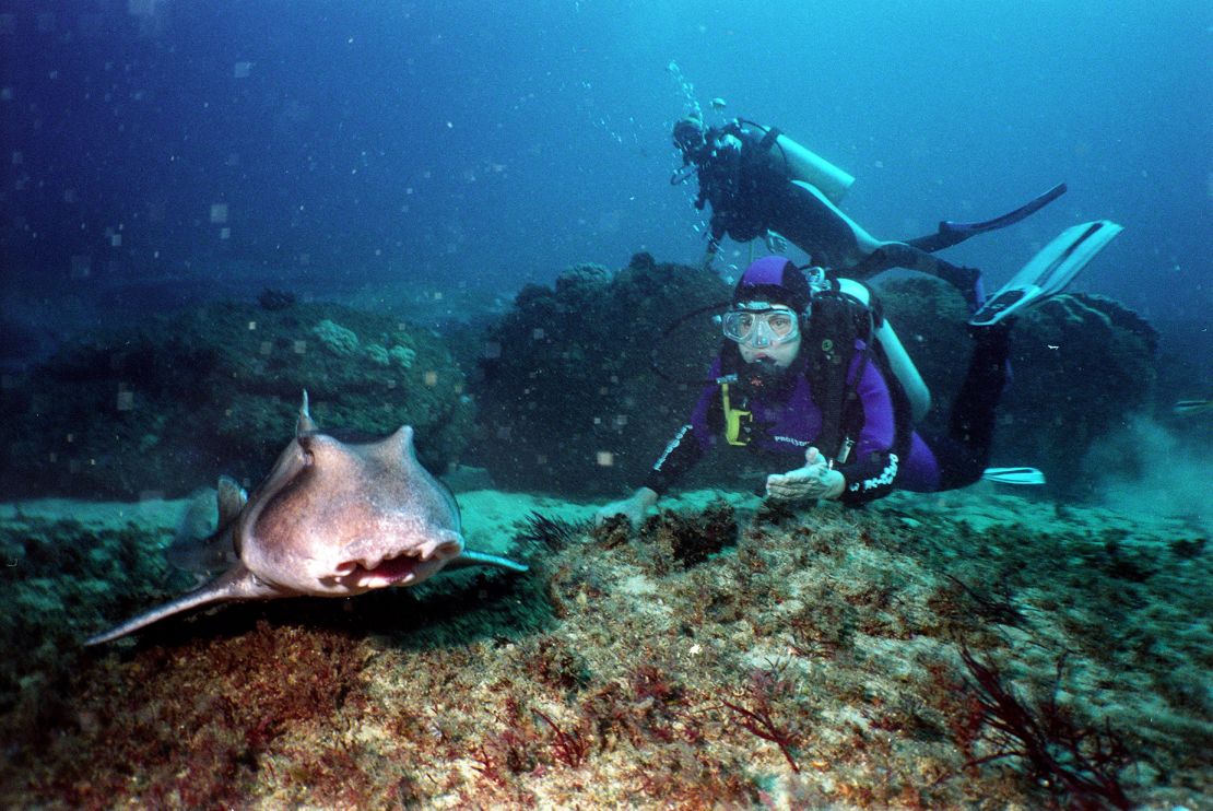 Earle is seen with a Port Jackson shark 20 meters (66 feet) underwater at Magic Point, off the tip of Malabar Headland National Park in Sydney, in August 2004.