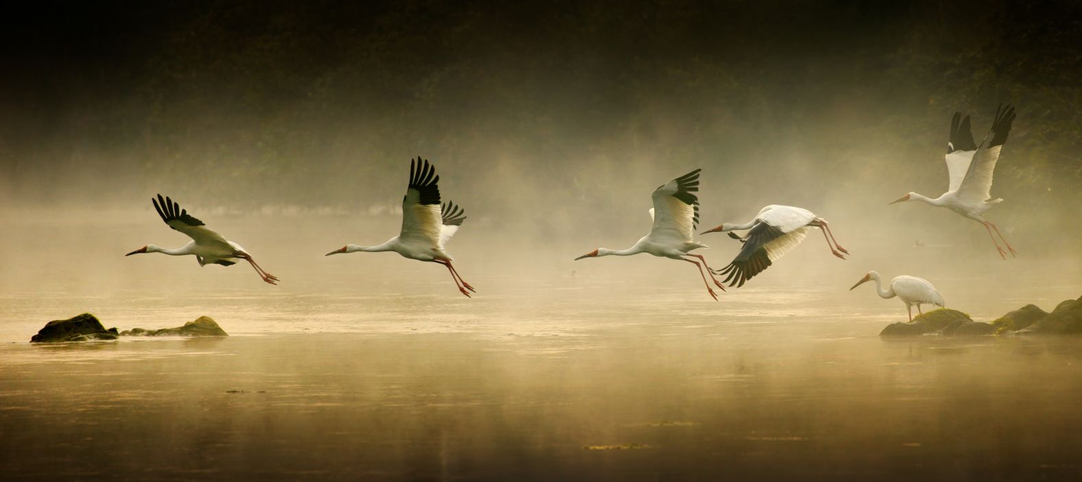 Every fall, adult cranes and their newly fledged young set off from their breeding grounds in Siberia, heading to China’s Poyang Lake. According to one study their annual cycle north and south will cover around 16,000 kilometers (10,000 miles). They rely on wetlands along the way to rest and refuel.