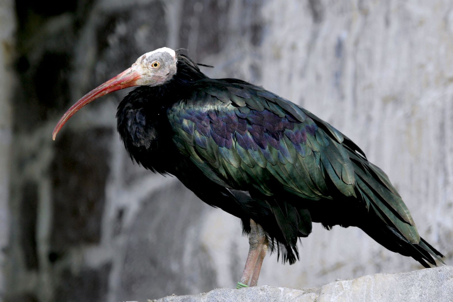 The northern bald ibis was once found in Europe, the Middle East and North Africa. But today, it occupies only a fraction of its former range. Typically, breeding colonies reside in cliffs and rocky outcrops, as well as inside castles and ruins in urban areas. They feed largely on insects, worms, and larvae but are frequently forced to be flexible foragers in their often-remote living locations.