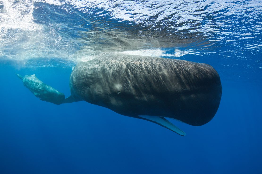 Sperm whale communication is more complex than originally thought, researchers have found.