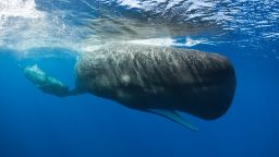 (GERMANY OUT) Sperm Whale Mother and Calf, Physeter macrocephalus, Caribbean Sea, Dominica  (Photo by Reinhard Dirscherl/ullstein bild via Getty Images)