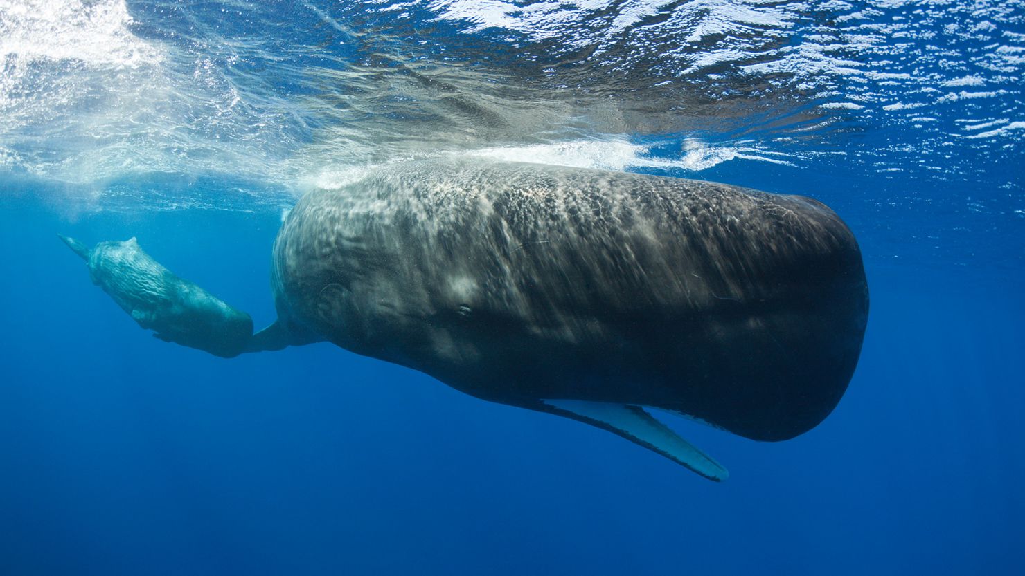 Understanding how sperm whales such as the mother and calf shown above vary their click sequences could help scientists learn how the animals "encode information in their calls," researchers said.