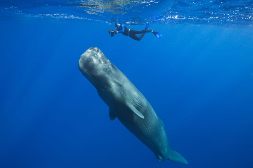 What a corker! Dominica is known for its sperm whales.