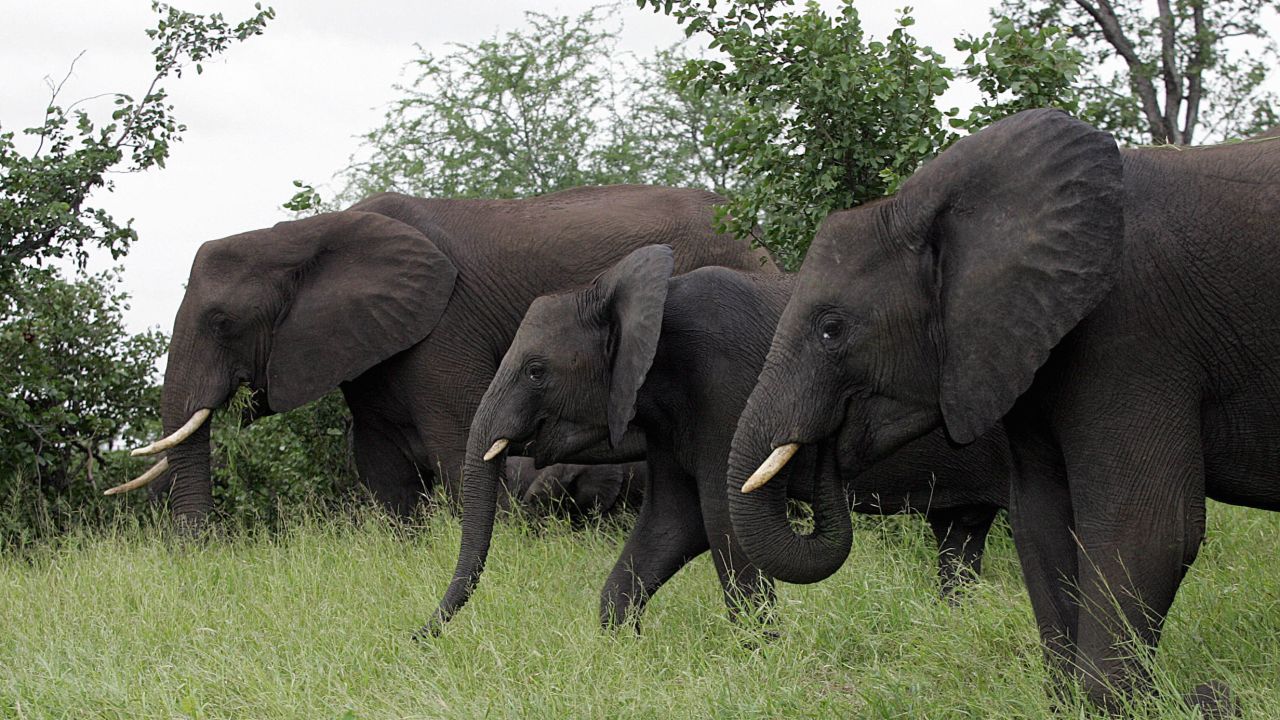 A group of elephants is pictured March 4, 2006 in Kruger National Park.