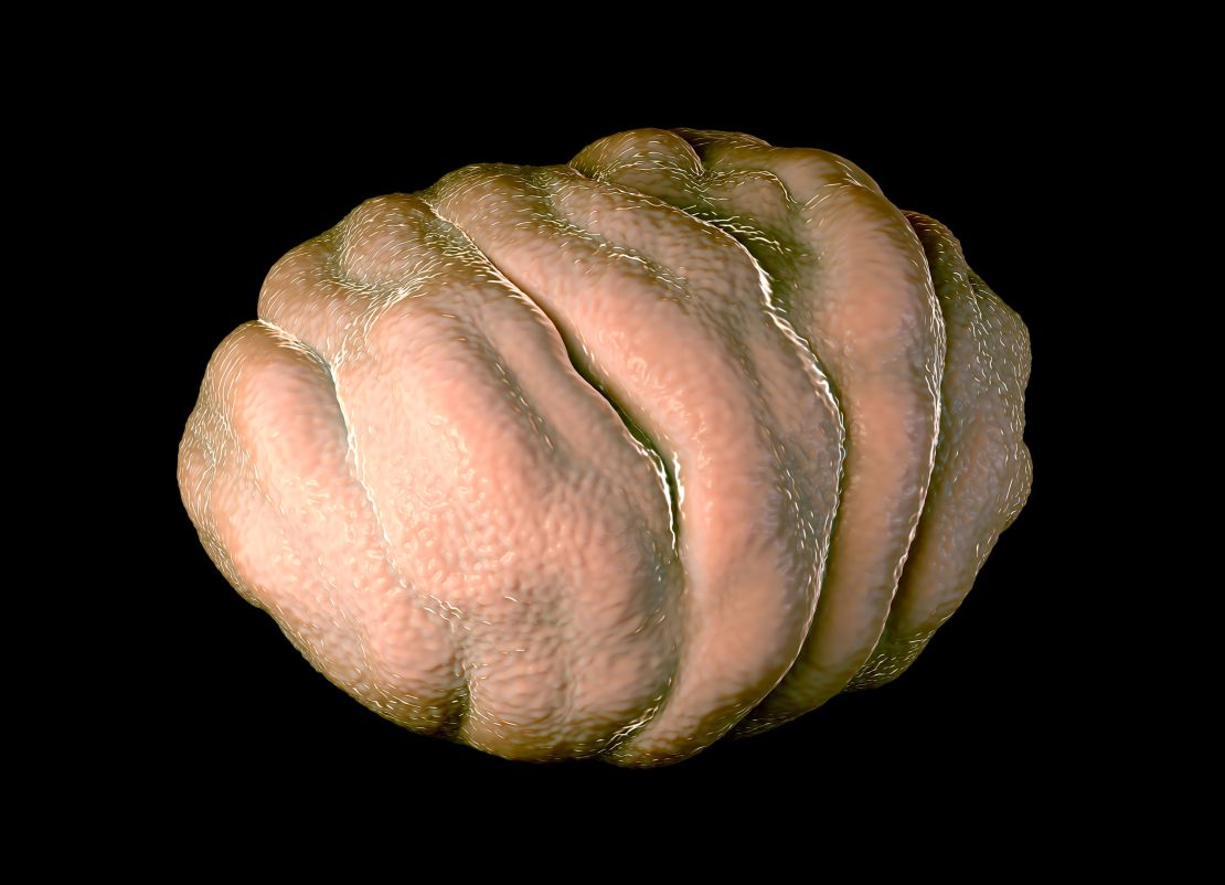 An illustration shows a tardigrade in its dormant state when it goes into the protective mode of "tun" against stressors.