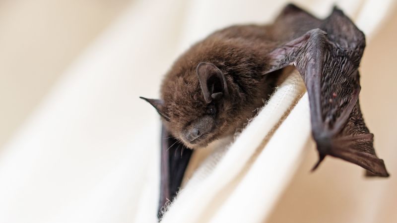 Breaking: New Coronavirus Discovered in Bats, No Immediate Threat to Humans