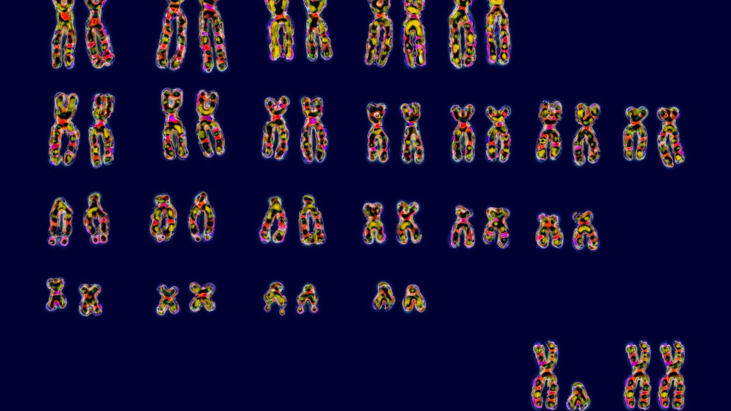 Humans have 23 pairs of chromosomes. At bottom right are the pairs of sex chromosomes XY or XX that determine sex.