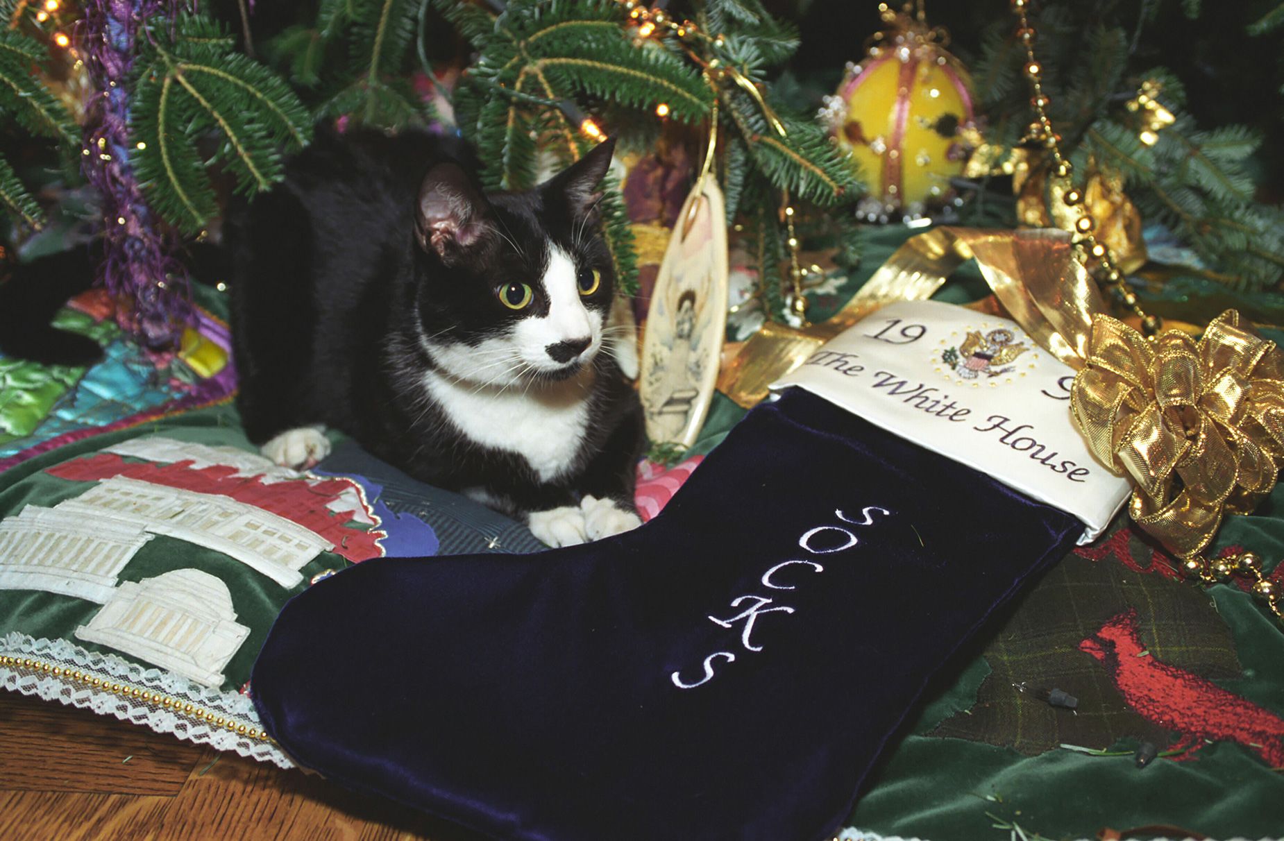 <strong>1993: </strong>Socks the Cat, the Clintons' first pet, with his Christmas stocking.