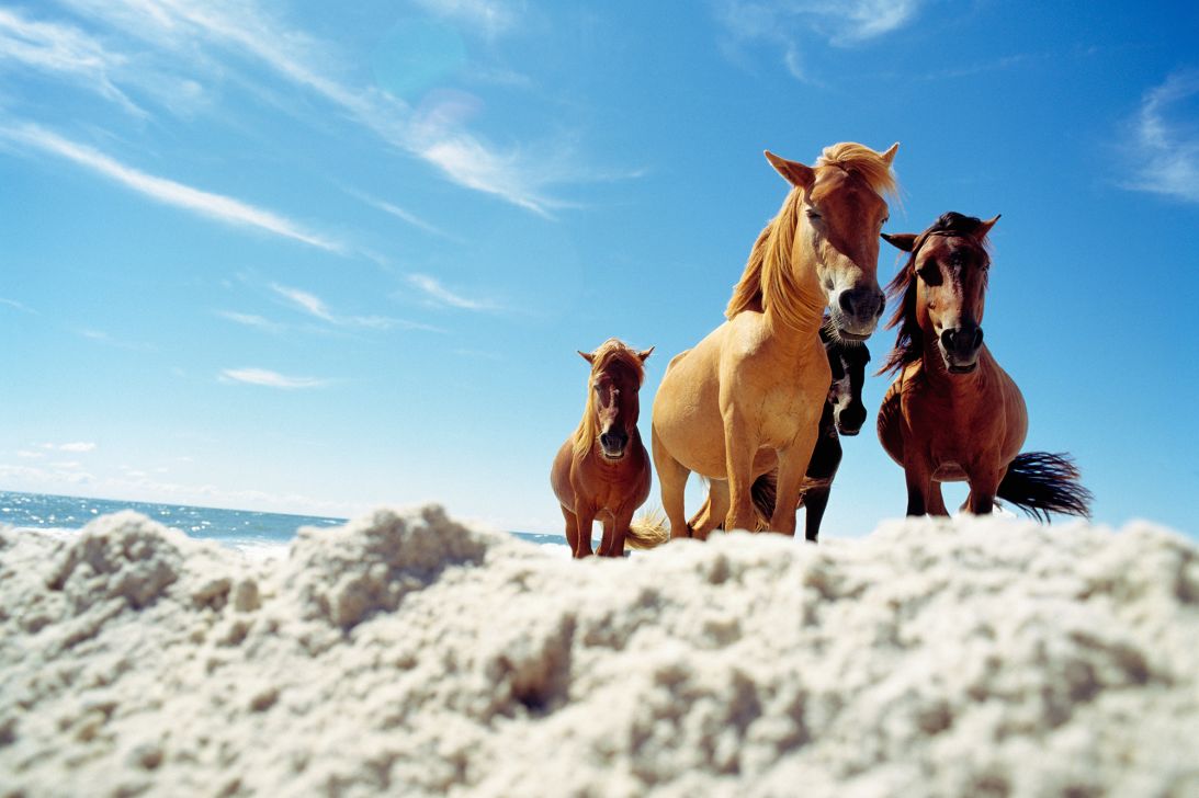 Wild horses — enough said.