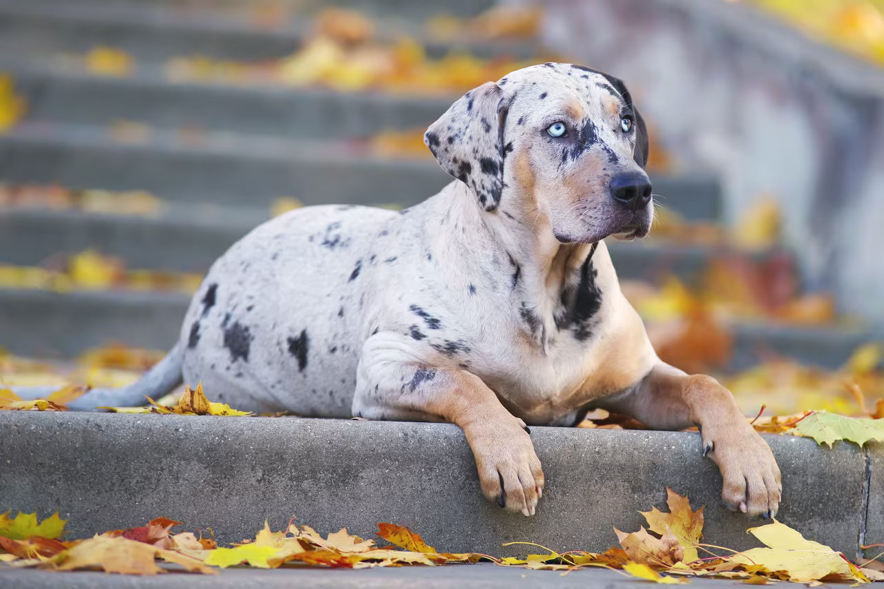Louisiana Catahoula Leopard dog
