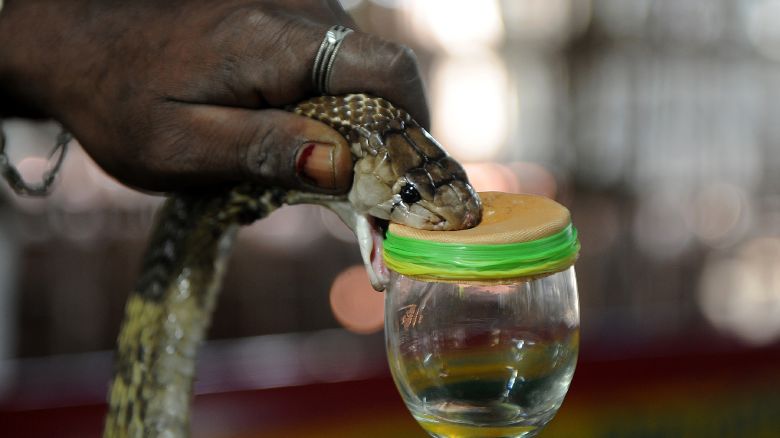 In this photograph taken on November 11, 2016, an Indian snake-catcher extracts venom from a cobra at the venom extraction center of the Irula snake-catchers cooperative on the outskirts of Chennai.

A small scythe, a crowbar and a bundle of canvas bags are all that Kali and Vedan carry when they venture into the fields of southern India to catch some of the world's deadliest snakes.  Their skills, passed from generation to generation of the Irula tribe they belong to, are crucial for the production of anti-venom in the country with the world's highest number of deaths from snake bites.
 / AFP / ARUN SANKAR / TO GO WITH AFP STORY: India-health-animal-poverty, FEATURE by Claire COZENS        (Photo credit should read ARUN SANKAR/AFP via Getty Images)