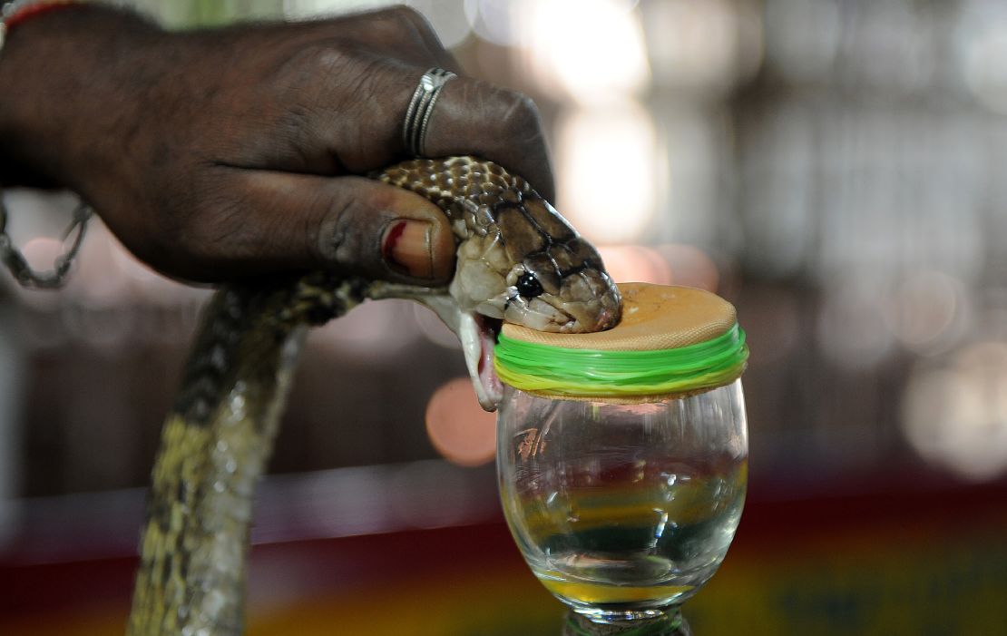 An Indian snake-catcher extracts venom from a cobra at the Irula Snake Catchers Cooperative on the outskirts of Chennai, India.