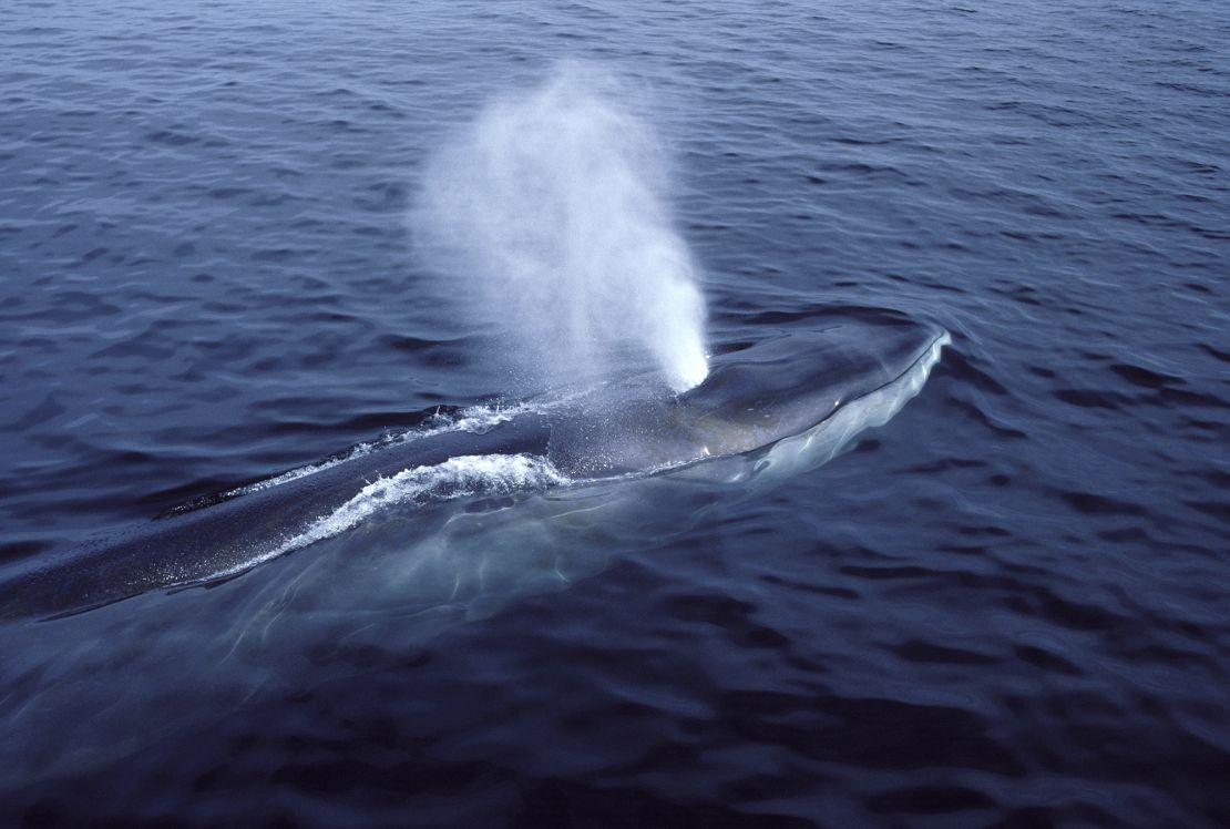 A fin whale in the Gulf of Maine, North Atlantic Ocean.