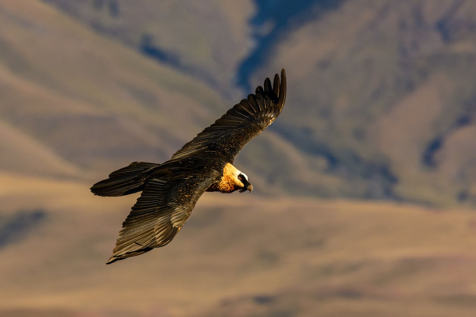 Another conservation project in the Maloti-Drakensberg mountains of Lesotho and South Africa is working to save the last bearded vultures in the southern hemisphere. The Bearded Vulture Recovery Program did not have a captive breeding program when it started, so instead, when a vulture lays two eggs, the team takes the second egg from the nest, which would be killed by its sibling anyway, and raises the chicks in captivity before releasing them. They are now raising 27 birds in captivity and aim to reach 150 breeding pairs in the wild. With these global conservation efforts, there is hope that bearded vultures will continue to soar across mountains all over the world. Pictured here, a bearded vulture in flight in Giant's Castle Game Reserve, South Africa.