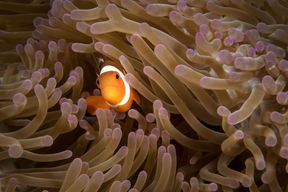 A ocellaris clownfish in Mabul Island, Malaysia.