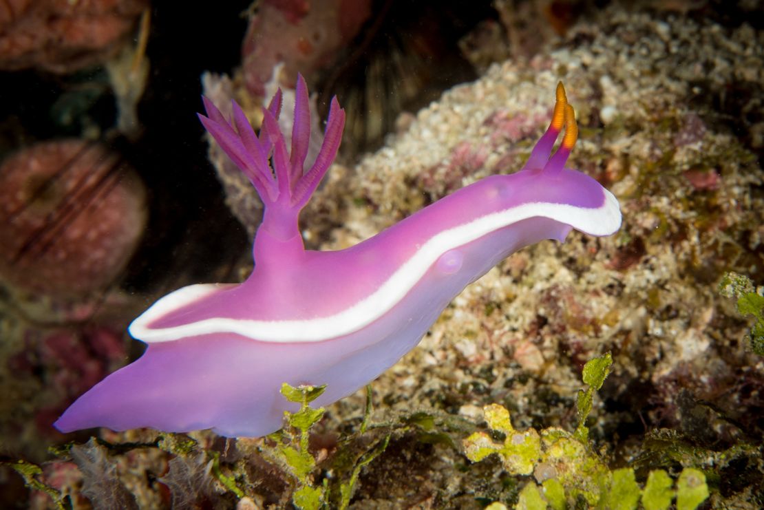 A hypselodoris nudibranch, commonly known as a sea slug, in Mabul Island, Malaysia.