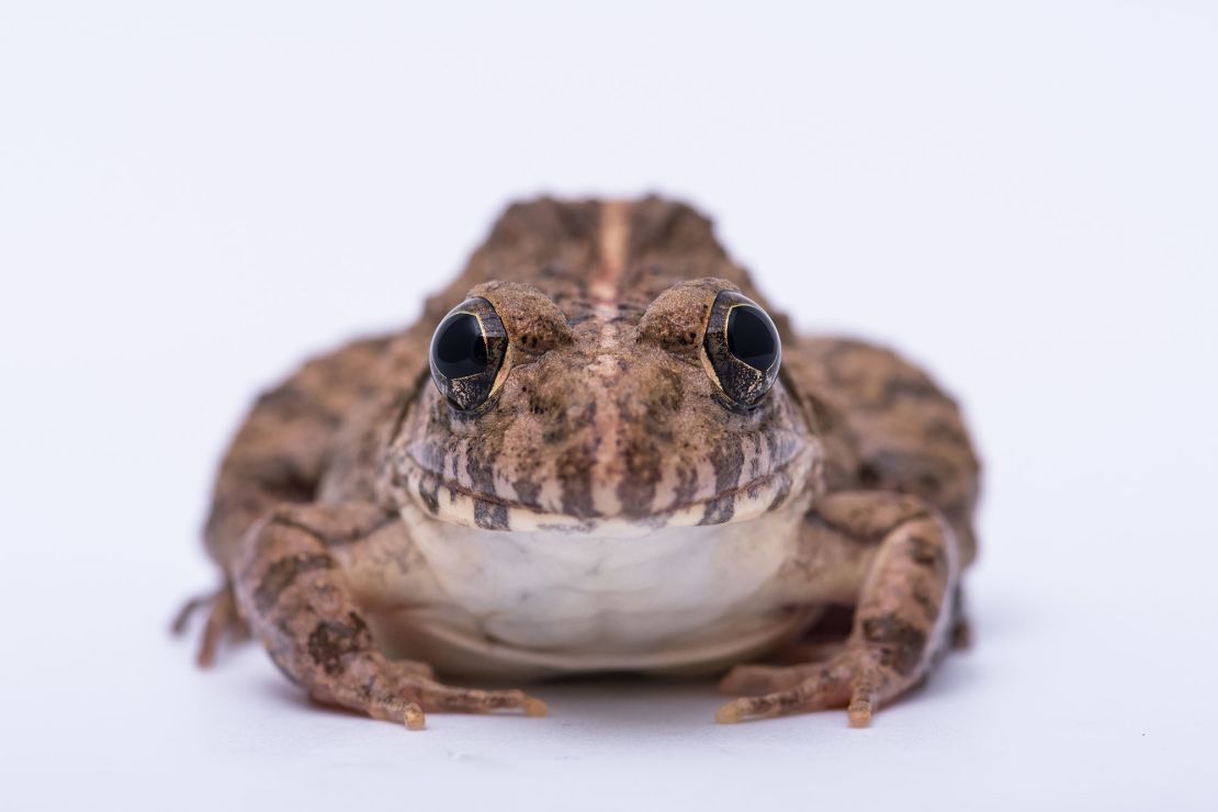 Fejervarya limnocharis, or rice-field frog, is one of the species in decline.