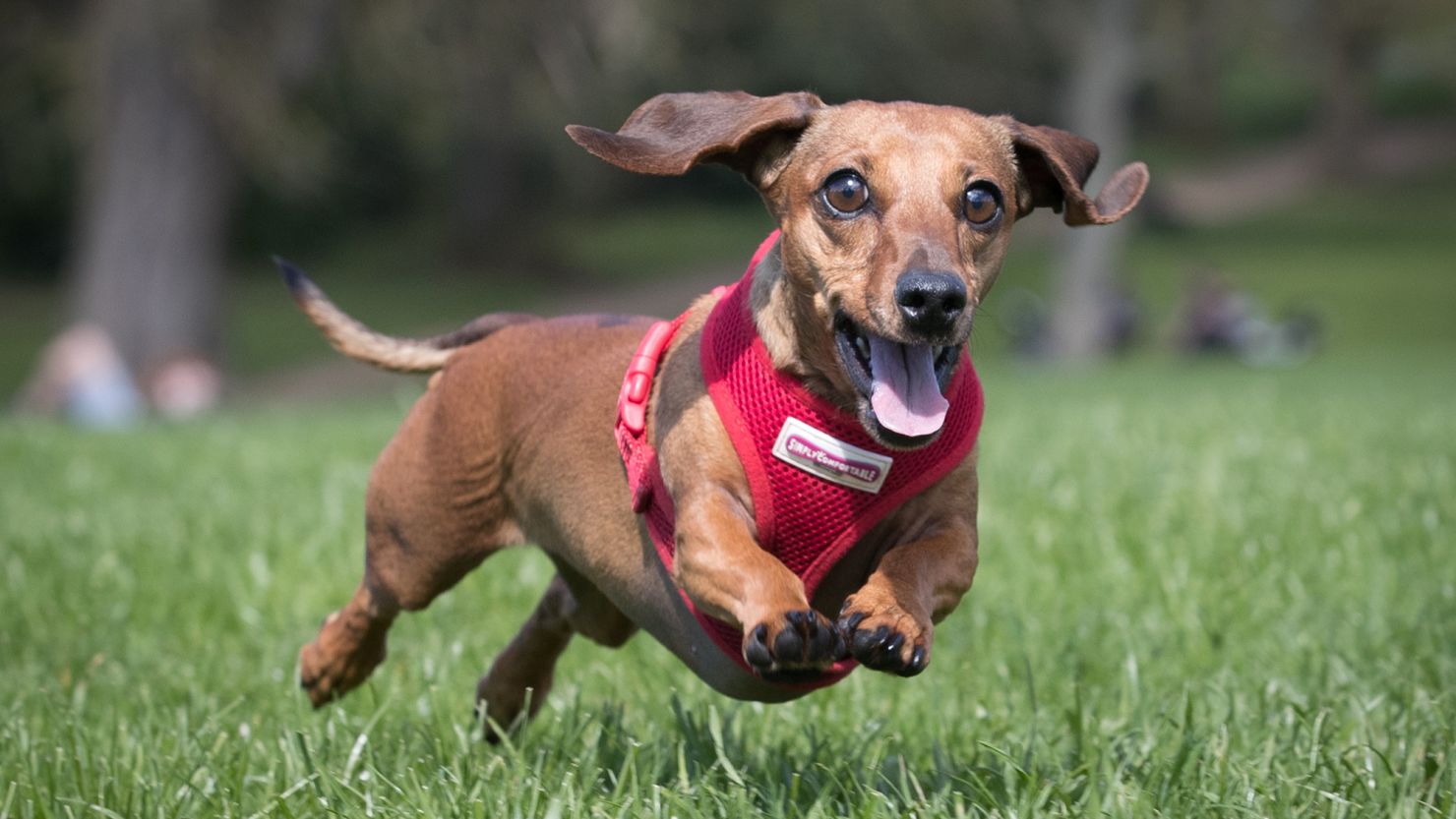 Scampi chases her ball as more than 100 dachshunds and their owners, members of the Sausage Dog Club Bath, gather in front of the historic Royal Crescent in Royal Victoria Park on April 2, 2017, in Bath, England.