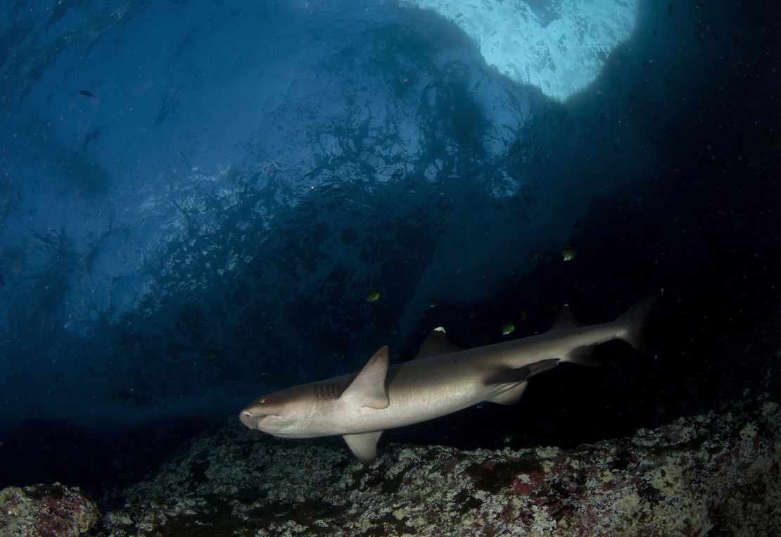 Listed as threatened under the Endangered Species Act, oceanic whitetip shark numbers in the Pacific Ocean have fallen an estimated 80 to 95% within the last 30 years, according to NOAA.