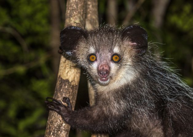 The <strong>aye-aye</strong> is a relic of a group of primates all but gone from Earth. Fossils of members of the <a  target="_blank">Daubentoniidae family have been found in Egypt and Kenya</a>, but the Madagascan aye-aye is the only species still alive. To some, <a  target="_blank">it is considered an omen of bad luck, which has unfortunately led to them being killed by humans in the past</a>. The aye-aye lives in the rainforest and has a distinct long, slender third finger on its hands. It takes said finger and taps on trees, listening for insect larvae inside, then uses it to extract them.