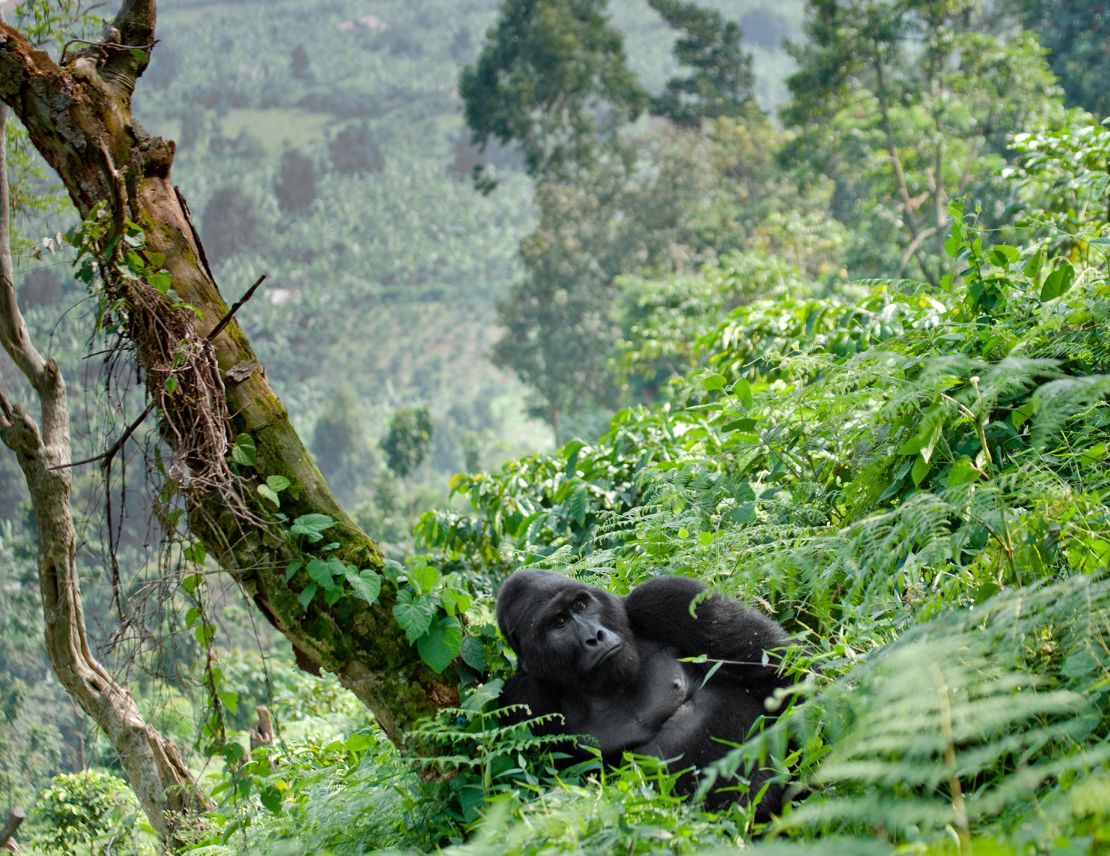 Most inclusive tour operators won't send LGBTQ clients to see the gorillas in Uganda.