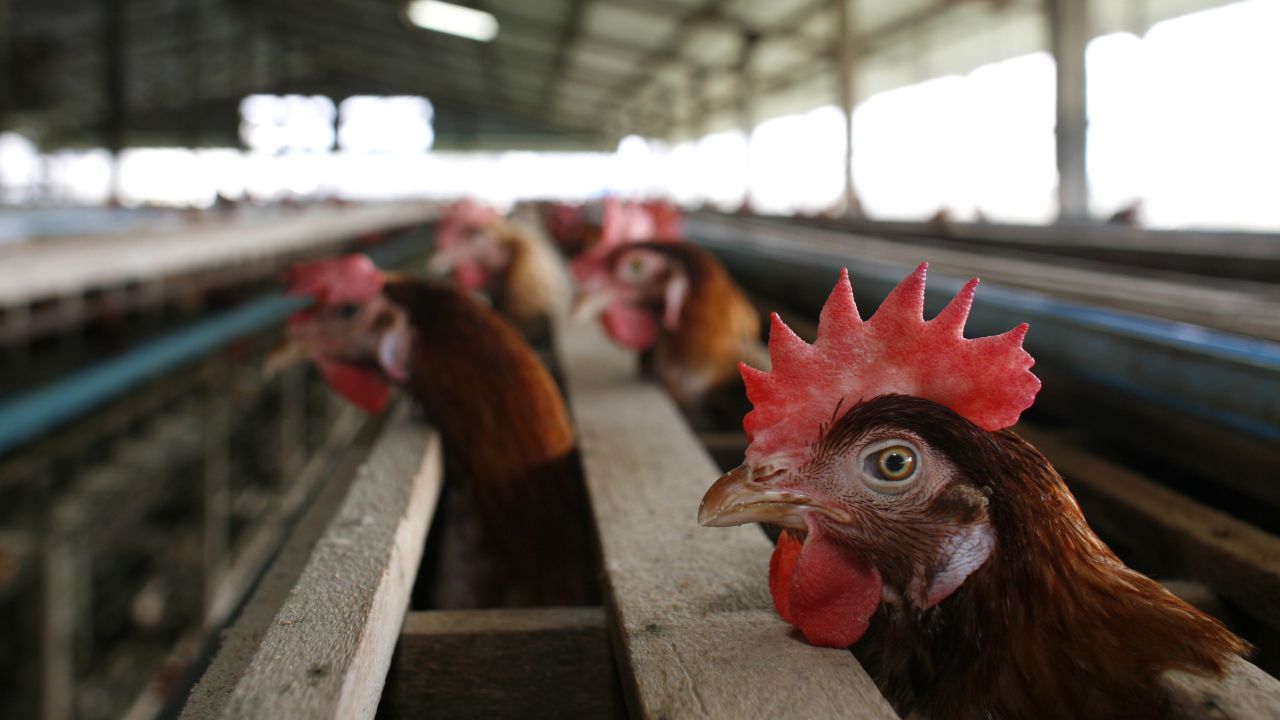 SUPHANBURI, THAILAND - JANUARY 27: A chicken peers out from a cage at the Sanoh chicken farm January 27, 2007 in Suphanburi, Thailand. The family run Sanoh farm has around 5,000 chickens located in one of the main chicken farm areas two hours north of Bangkok. Although the farm has been completely free of Bird Flu, its owners say that they are struggling to make ends meet with lower prices on eggs and increased prices on chicken feed. New outbreaks of bird flu are causing concern in the Asian region with new cases surfacing in Thailand, China and Vietnam. Officials from the United Nations Food and Agriculture Organization (FAO) say that the latest outbreaks are not as serious as 2004 but worry about the spike in Avian flu. (Photo by Paula Bronstein/Getty Images)