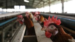 SUPHANBURI, THAILAND - JANUARY 27:  A chicken peers out from a cage at the Sanoh chicken farm January 27, 2007 in Suphanburi, Thailand. The family run Sanoh farm has around 5,000 chickens located in one of the main chicken farm areas two hours north of Bangkok. Although the farm has been completely free of Bird Flu, its owners say that they are struggling to make ends meet with lower prices on eggs and increased prices on chicken feed. New outbreaks of bird flu are causing concern in the Asian region with new cases surfacing in Thailand, China and Vietnam. Officials from the United Nations Food and Agriculture Organization (FAO) say that the latest outbreaks are not as serious as 2004 but worry about the spike in Avian flu.  (Photo by Paula Bronstein/Getty Images)