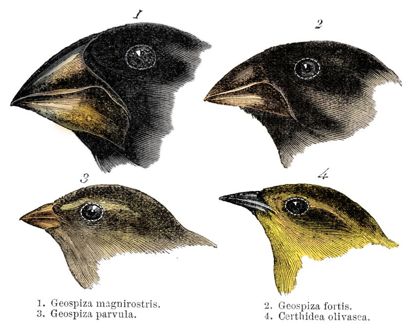Four species of finch observed by Darwin in the Galápagos have varying beak shapes suited to their food sources.
