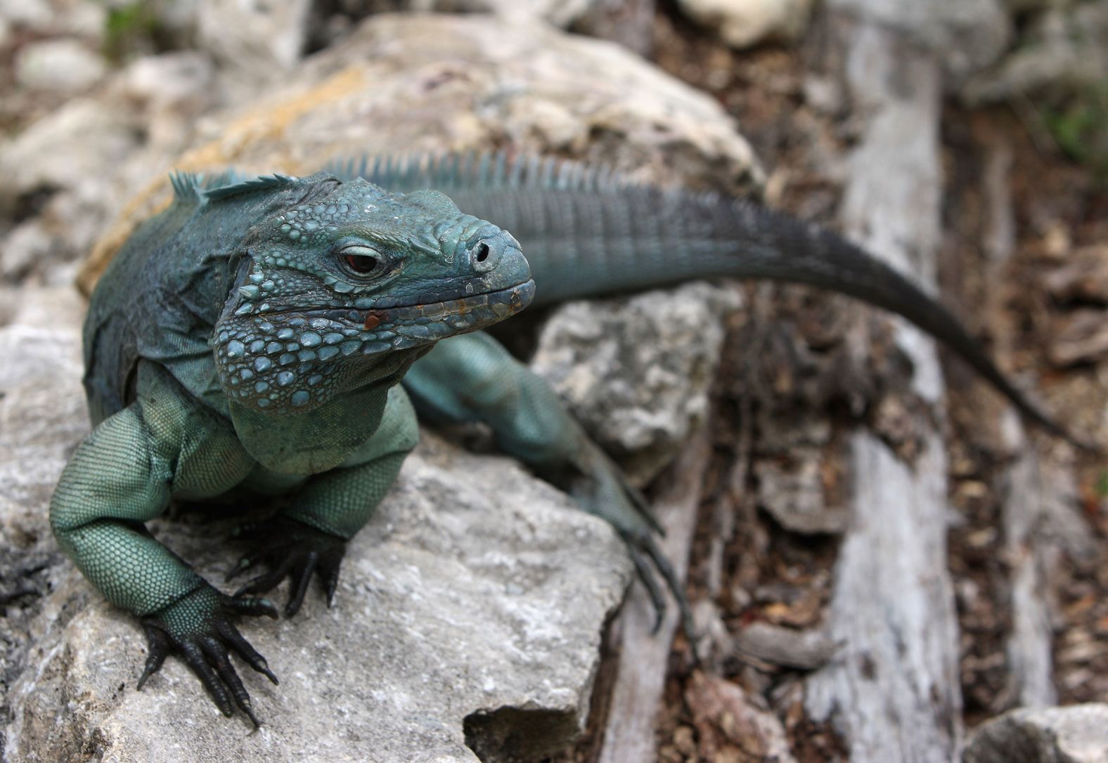 Blue iguanas can grow over 1.5 meters (5 feet) long,<strong> </strong>weigh more than 11 kilograms (25 pounds)<strong> </strong>and live 25 to 40 years in the wild. According to Frederic Burton, conservationist and director of the Blue Iguana Recovery Program which has spearheaded efforts to save the species, the animals frequently exhibit human-like behaviors such as yawning, sneezing and engaging in prolonged territorial disputes.