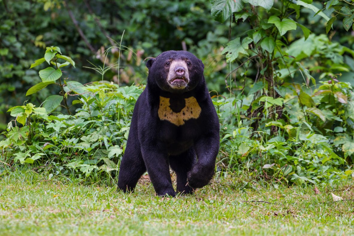 The Malayan sun bear, the <a href="https://www.edinburghzoo.org.uk/animals/animal-inhabitants/malayan-sun-bear" target="_blank">world’s smallest bear</a>, is known for its <a href="https://malaysianwildlife.org/malayan-sun-bear-helarctos-malayanus/" target="_blank">love of honey</a> and plays a key role in seed dispersal and insect control. Hunted for its<strong> </strong>bile, which is sold at a high price in the illegal wildlife trade, the species is <a href="https://www.iucnredlist.org/fr/species/9760/123798233" target="_blank">vulnerable</a> and its numbers across Asia are declining due to deforestation. In Thailand’s forest complexes, protection against poaching has seen the bear’s numbers <a href="https://www.iucnredlist.org/fr/species/9760/123798233" target="_blank">improve</a> in recent years.