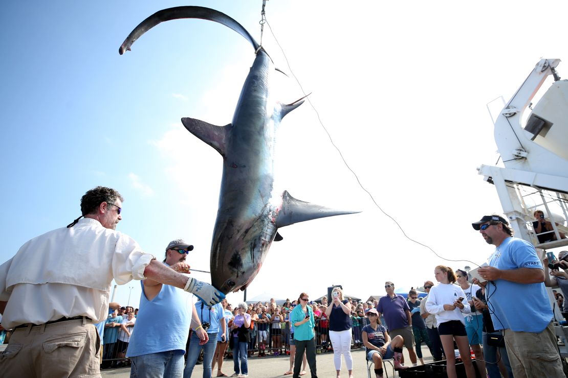 In this photo from July 2017, a 360-pound common thresher shark is weighed during the North Atlantic Monster Shark Tournament in New Bedford, Massachusetts. Sharks caught in the competition are weighed, measured, dissected by scientists and then returned to the crew that caught them.