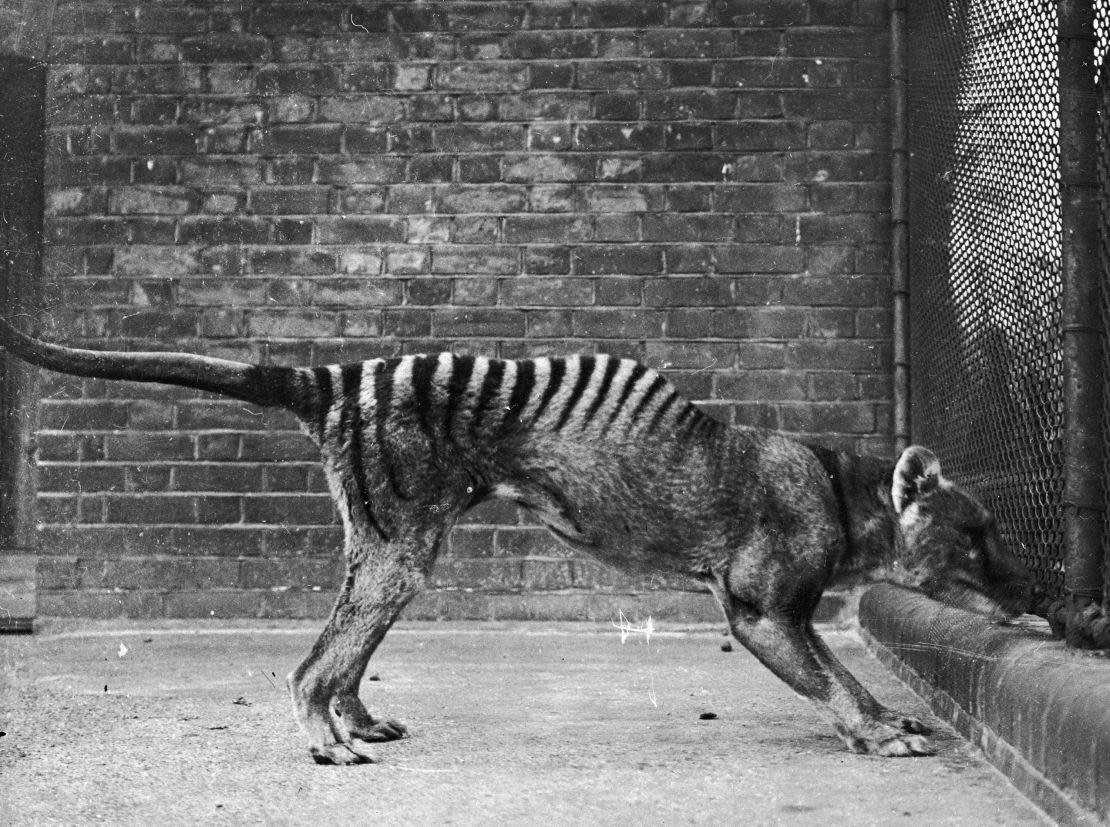 Un tigre de Tasmania, también conocido como tilacino, en cautiverio, hacia 1930.