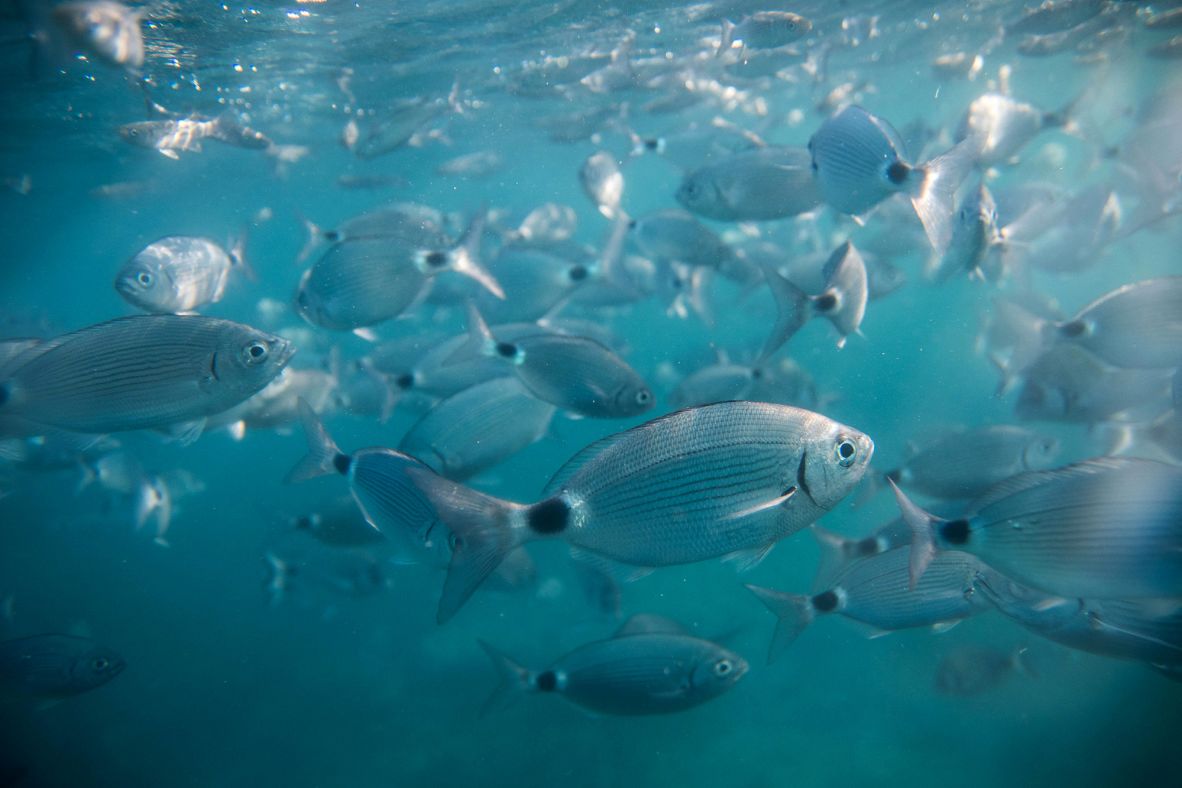 <strong>Refuge for marine life:</strong> In 1986, Tabarca became Spain's first marine reserve.
