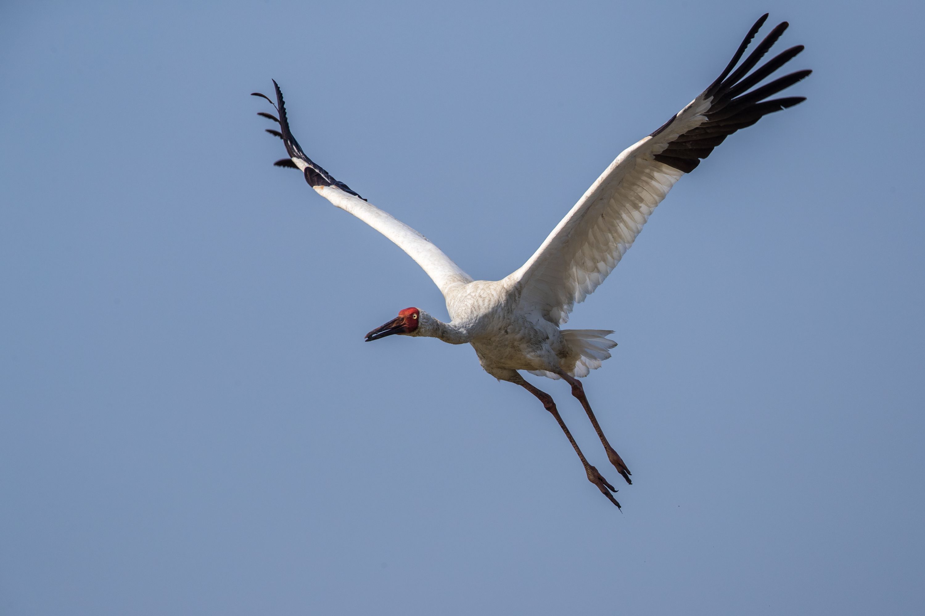A Siberian crane on January 2, 2017.