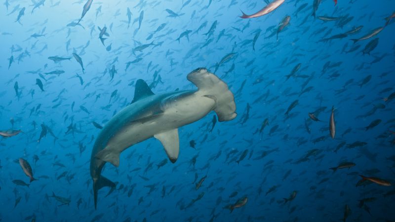 Several shark species are facing extinction. Here’s how you can help