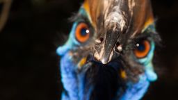 Southern Cassowary, Casuarius casuarius, Queensland, Australia.