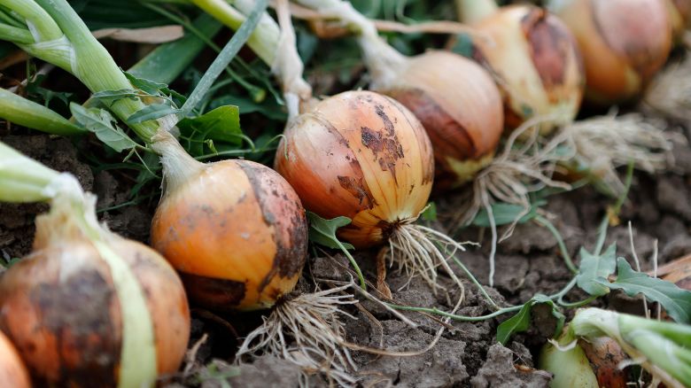 row of onions in a field, ready to be harvested
