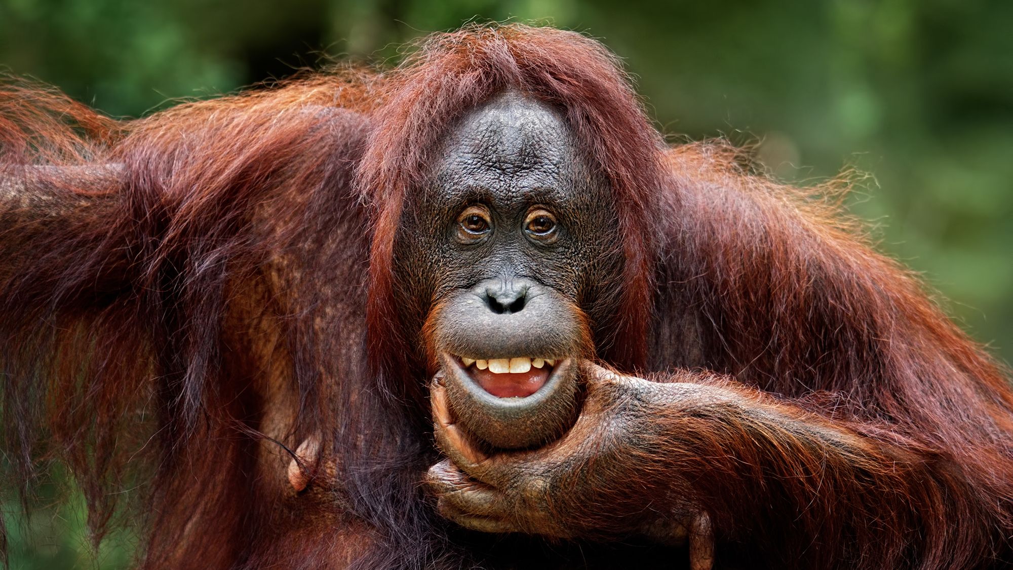 Scientists observed playful teasing in orangutans, chimpanzees, bonobos and gorillas.