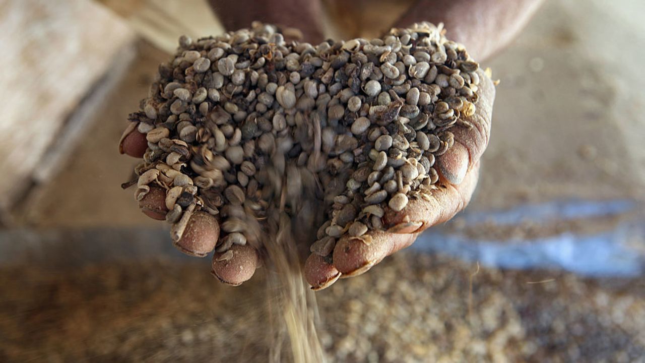 CARMO DE MINAS, BRAZIL - AUGUST 8:  A worker inspects unroasted coffee beans, destined for the domestic market, as they come out of an industrial dryer, which also removes the beans from the berries, at a coffee plantation August 8, 2009 near Carmo de Minas in the state of Minas Gerais, Brazil. The world's leading coffee producer is Brazil, with production expected to reach 39 million bags of 60 kg each in the country in 2009.  (Photo by David Silverman/Getty Images)