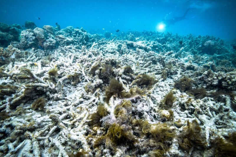 Australia’s Great Barrier Reef Suffers ‘extensive’ Coral Bleaching, As ...