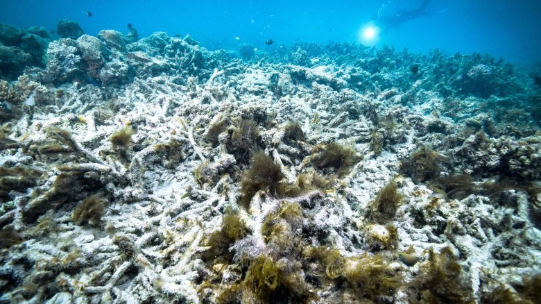 File photo taken in October 2016 shows coral bleaching at the Great Barrier Reef in Australia, a World Heritage Site. (Kyodo)==Kyodo(Photo by Kyodo News Stills via Getty Images)