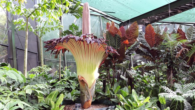 Thousands line up to see stinking ‘corpse flower’ that only blooms once a decade | CNN