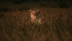 TOPSHOT - A lion sits at sunset in the Mara Triangle, the north western part of Masai Mara national reserve managed by Non profit organization Mara Conservancy, in southern Kenya, on January 24, 2018. (Photo by Yasuyoshi CHIBA / AFP) (Photo by YASUYOSHI CHIBA/AFP via Getty Images)