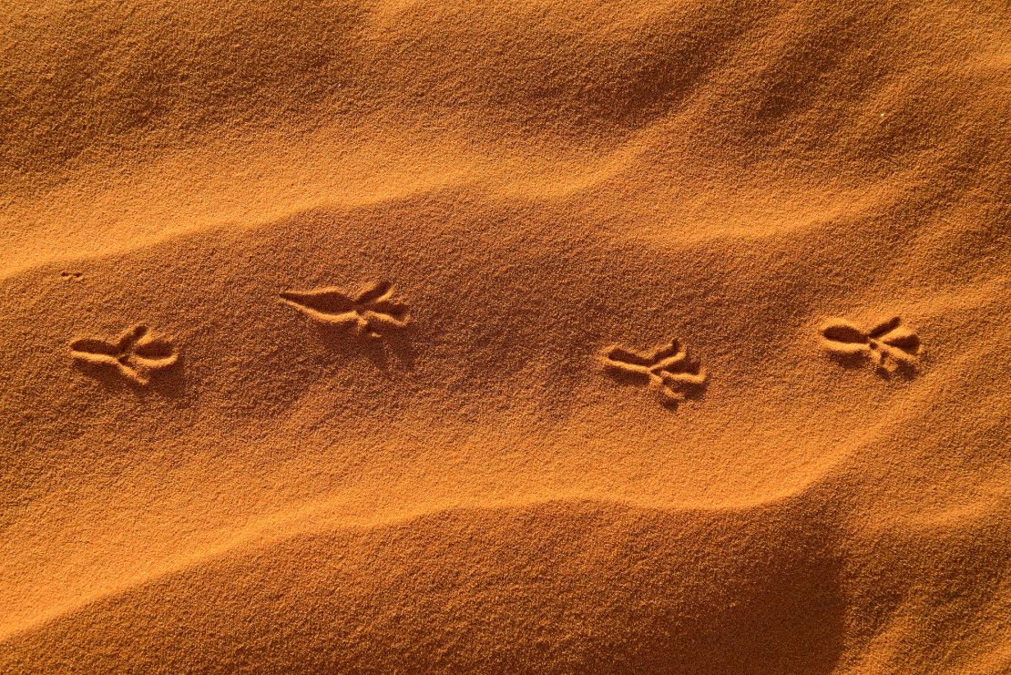 Tourists on a Touareg trek are alone with nature during their week-long hike.