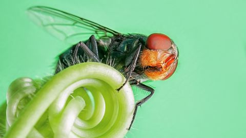 Green Bottle Fly or Blow Fly is a common nuisance pest laying eggs on expose food, garbage container and death animal. It does have medicinal benefit for Maggot Therapy. On forensic investigation, developmental stage of bottle fly larvae is used to determine the time of death.